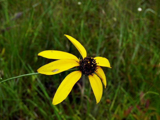 {Rudbeckia mohrii}